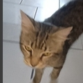   : Scrappy
