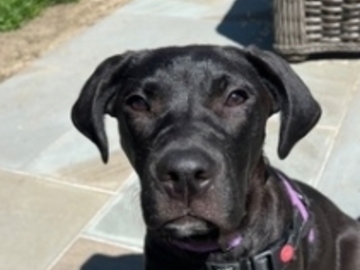   : Maisy
