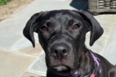   : Maisy