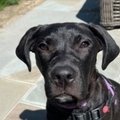   : Maisy