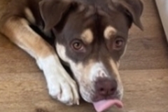   : Shiloh
