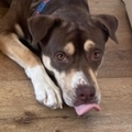   : Shiloh