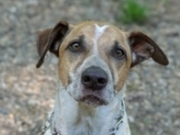   : Baxter