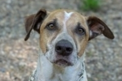   : Baxter