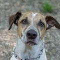   : Baxter