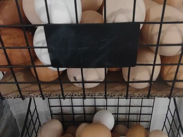 Selling with In-person Payment: Rochester Area: Fresh Eggs From Happy Hens