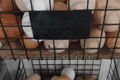 Selling with In-person Payment: Rochester Area: Fresh Eggs From Happy Hens