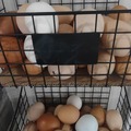 Selling with In-person Payment: Rochester Area: Fresh Eggs From Happy Hens