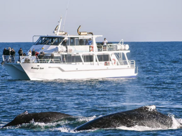 Direct Booking: Winter Whale Cruise - Phillip Island
