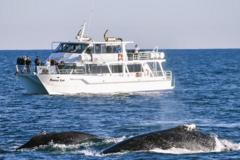 Direct Booking: Winter Whale Cruise - Phillip Island