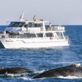 Direct Booking: Winter Whale Cruise - Phillip Island