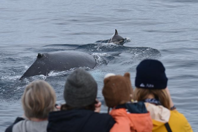 Winter Whale Cruise - Phillip Island
