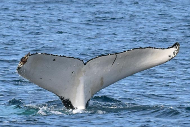 Winter Whale Cruise - Phillip Island
