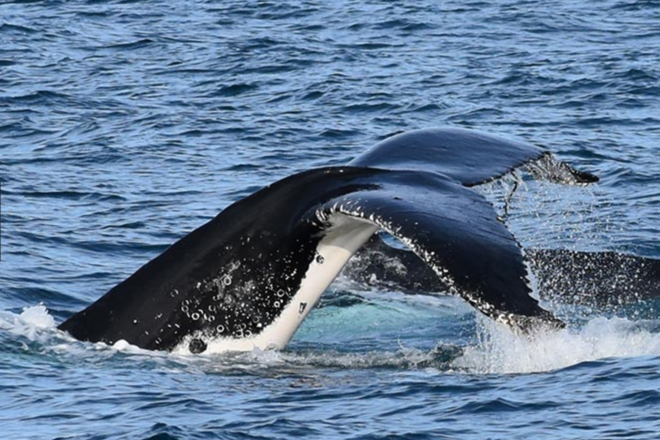 Winter Whale Cruise - Phillip Island
