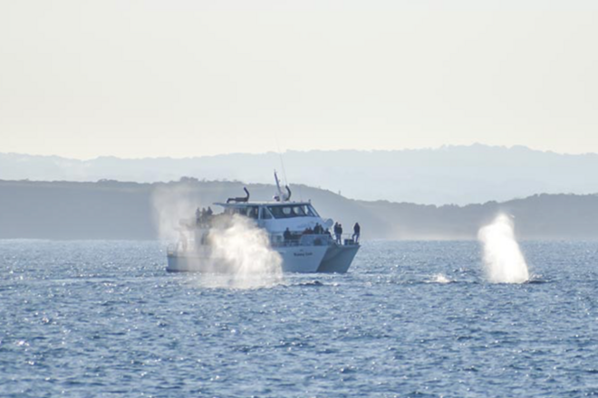 Winter Whale Cruise - Phillip Island