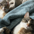   : Ruta and Nova