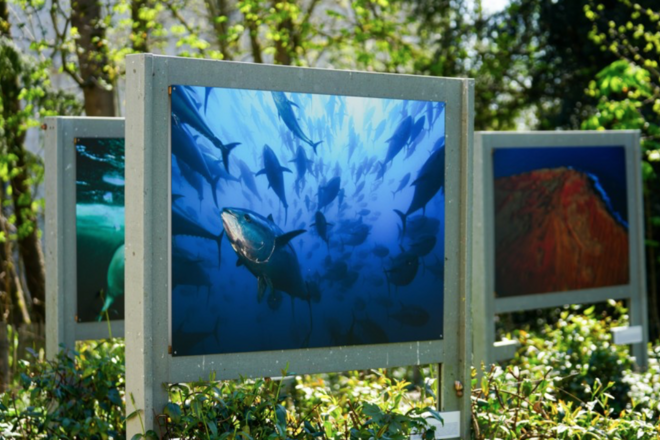 Expo au parc du Domaine de Longchamp