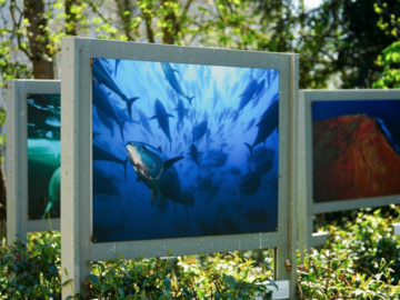 Actualité: Expo au parc du Domaine de Longchamp