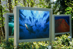 News: Expo au parc du Domaine de Longchamp