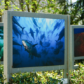 News: Expo au parc du Domaine de Longchamp