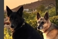   : Kona and Rex
