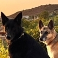   : Kona and Rex
