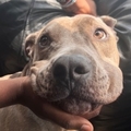   : Mellow