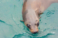 Direct Booking: Cape Cruise - Phillip Island