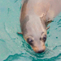 Direct Booking: Cape Cruise - Phillip Island