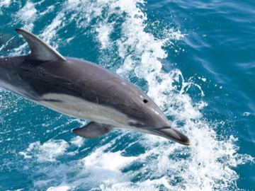 Direct Booking: Dolphin & Whale Cruise Phillip Island