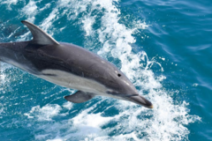 Direct Booking: Dolphin & Whale Cruise Phillip Island