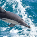 Direct Booking: Dolphin & Whale Cruise Phillip Island