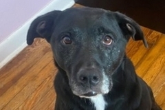   : Onyx