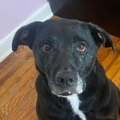   : Onyx