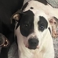   : Petey