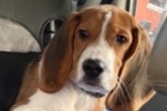   : Marley