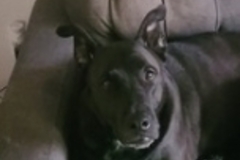   : Jasper