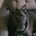   : Jasper