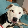   : Portia