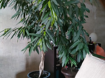 Sales: Vends ficus alii dans pot en céramique bleu 
