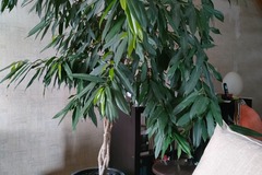 Vente: Vends ficus alii dans pot en céramique bleu 