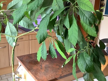Giving away: Grand Avocatier
