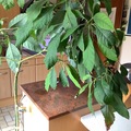 Don: Grand Avocatier