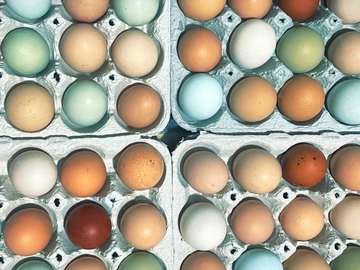 Selling with online payment: Farm fresh eggs