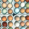 Selling with online payment: Farm fresh eggs