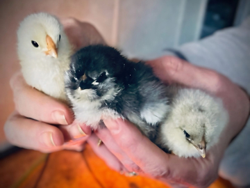 Selling with online payment: Hatching eggs