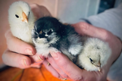 Selling with online payment: Hatching eggs