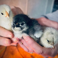 Selling with online payment: Hatching eggs