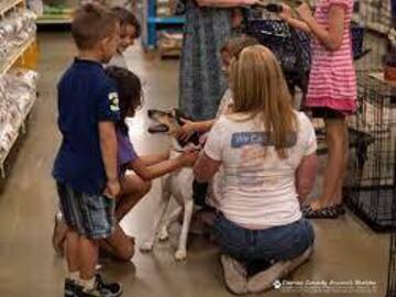 Looking for volunteers: Animal Rescue Social Media Postings