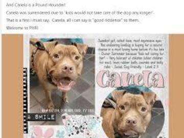 Looking for volunteers: Pound Hounds Res-Q